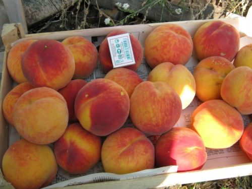 Плоды персика сорта Редхейвен