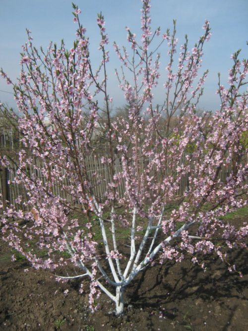 Дерево персика Киевский ранний