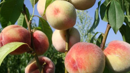 Плоды персика сорта Киевский ранний