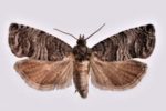 Бабочка грушевой плодожорки