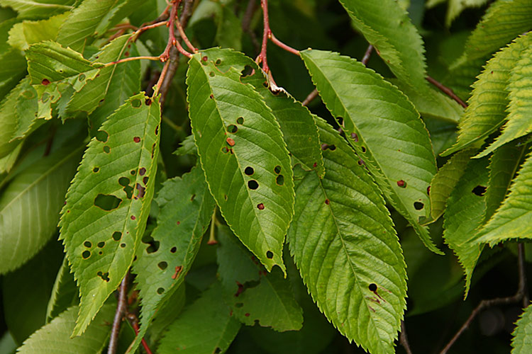 Болезнь листьев черешни фото с названием и описанием