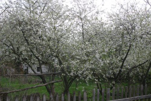 дерево вишни