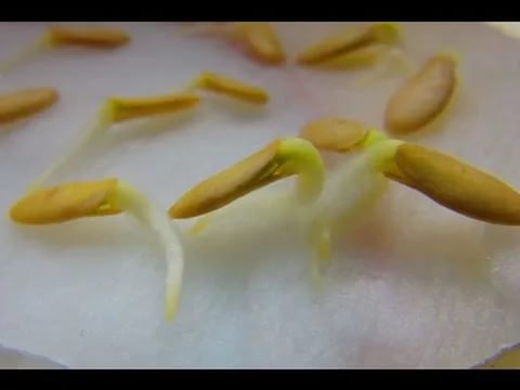 Семена огурца