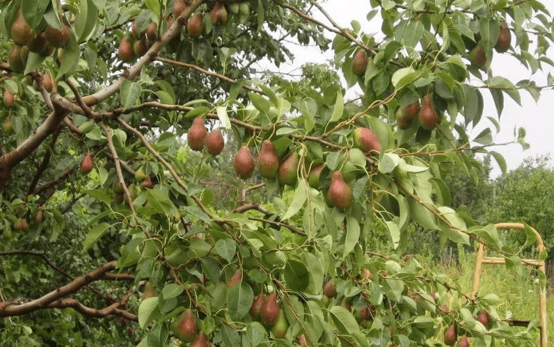 Груша талгарская красавица фото дерева
