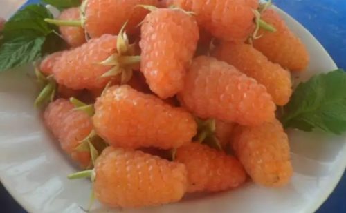 ягоды малины сорта оранжевое чудо 