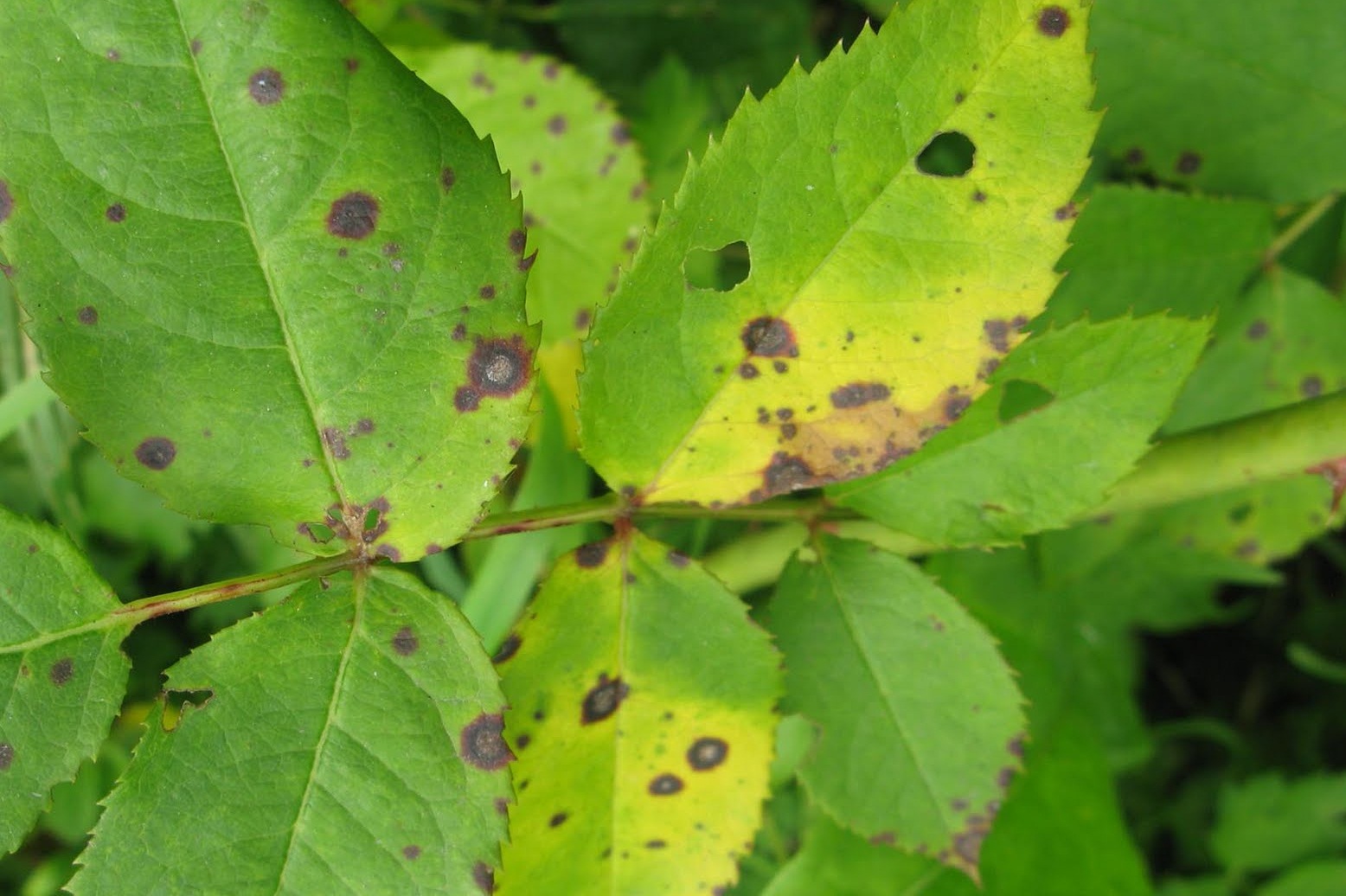 Малина болезни и лечение с фото листьев