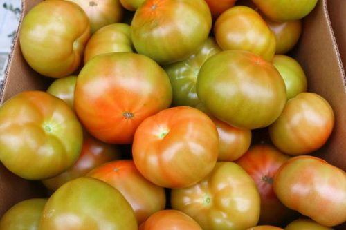 Бланжевые помидоры