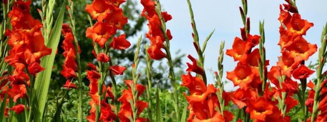 Гладиолусы после цветения: как ухаживать и что делать дальше?