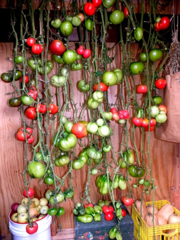 Как хранить зелёные помидоры, чтобы они поспели: дозаривание томатов в домашнихусловиях
