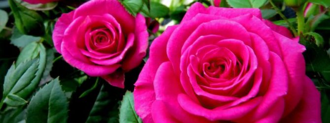 Подкормка роз осенью: как и когда проводить, зачем она нужна