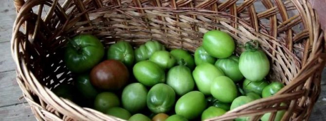 Как хранить зелёные помидоры, чтобы они поспели: дозаривание томатов в домашних условиях