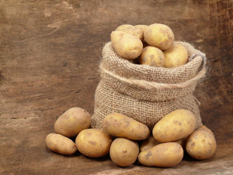Лучшие сорта картофеля для средней полосы России: описания с фото