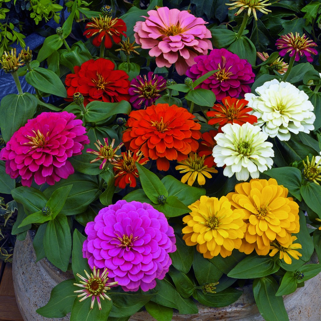Цветы С Весны До Осени Фото