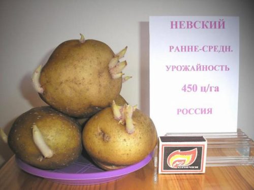 Невская Картошка Фото