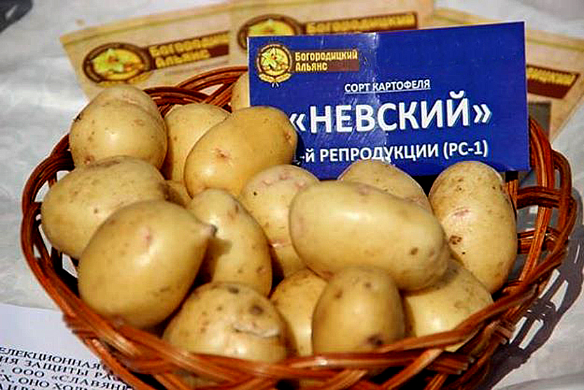 Невская Картошка Фото