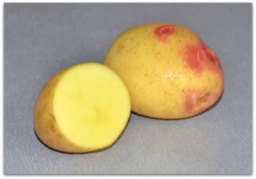 Картофель Лимонка в разрезе