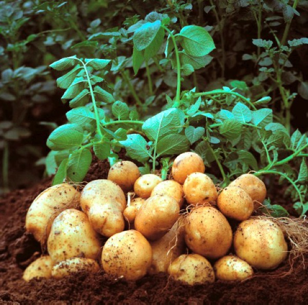 Сорт картофеля Ривьера – характеристика, описание и отзывы, вкусовые качества, агротехника, фото