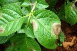 Фитофтороз на листве картофеля