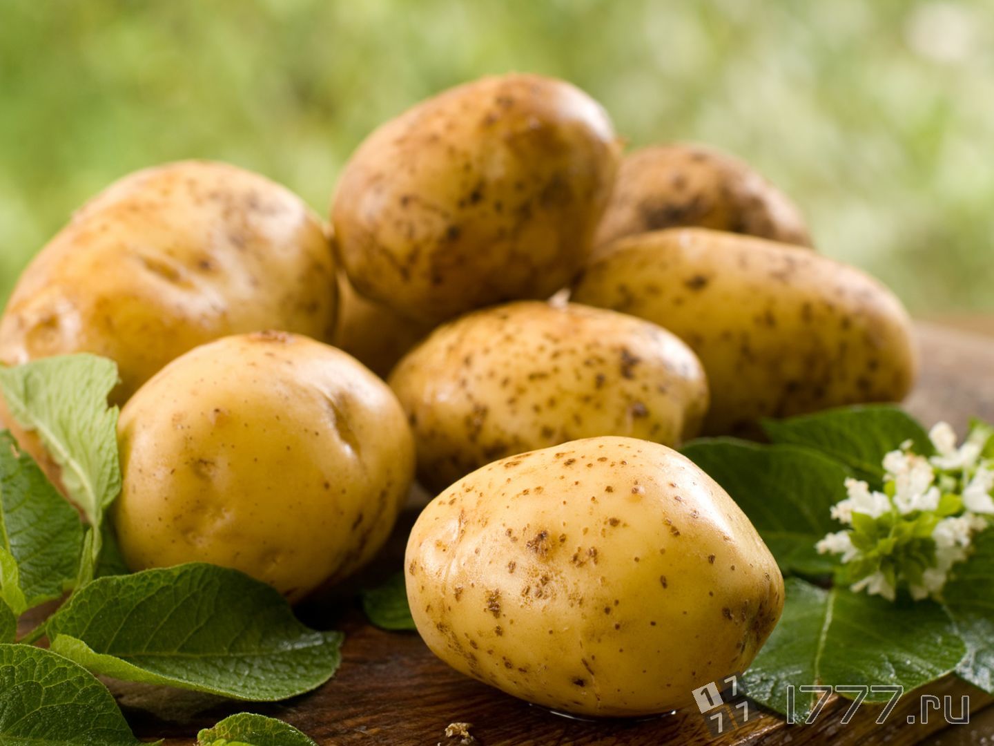 Удача картофель – описание и характеристики сорта