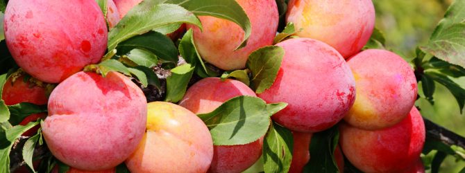 Слива Персиковая — описание сорта, фото, отзывы садоводов