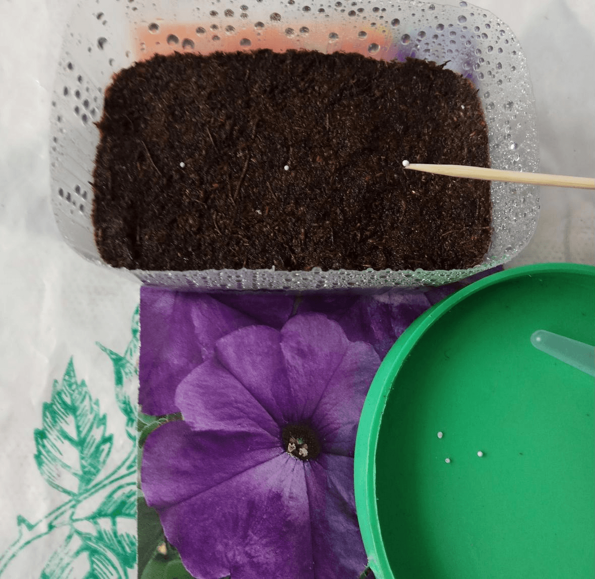 Как ухаживать за семенами петунии