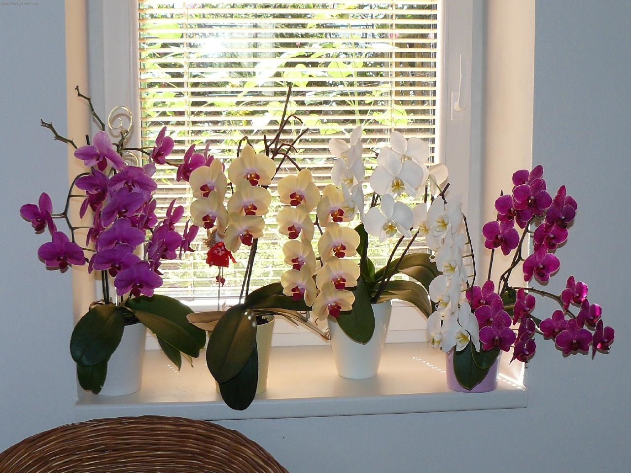 Уход в домашних условиях за орхидеей фаленопсис: секреты цветовода