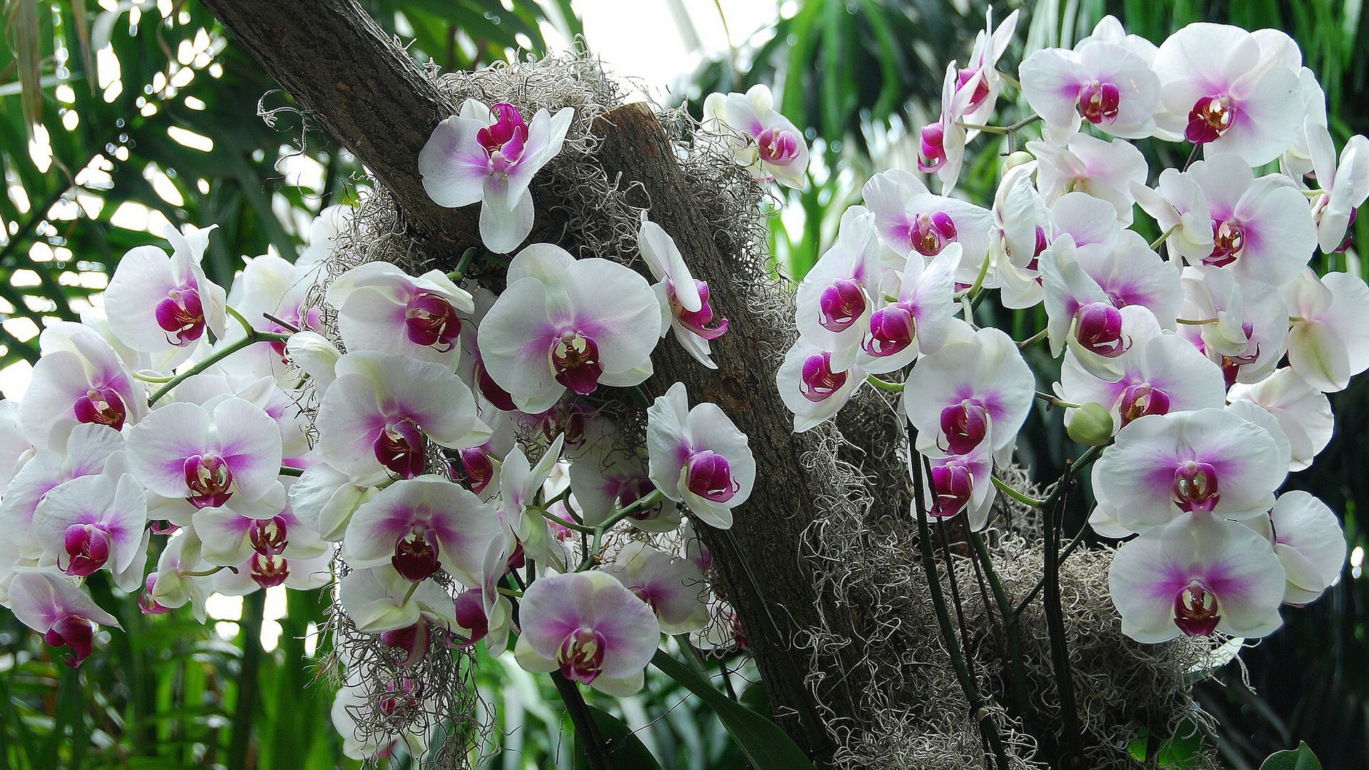 orhideya_falenopsis_v_prirlde_1552150620_5c83f05c6efbb.jpg