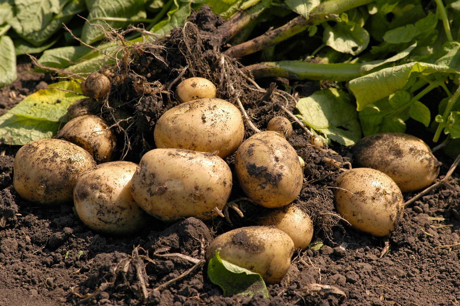 выращивание раннего картофеля