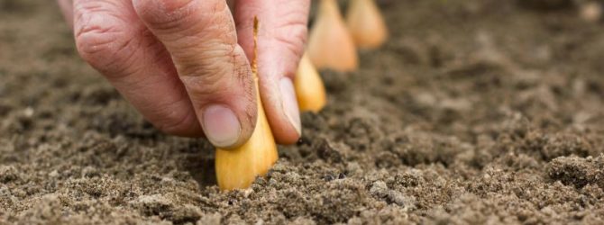Как правильно сажать лук севок в открытый грунт, нужно ли обрабатывать, схема посадки в грядку