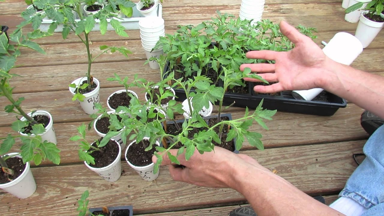 Как правильно пикировать помидоры на рассаду