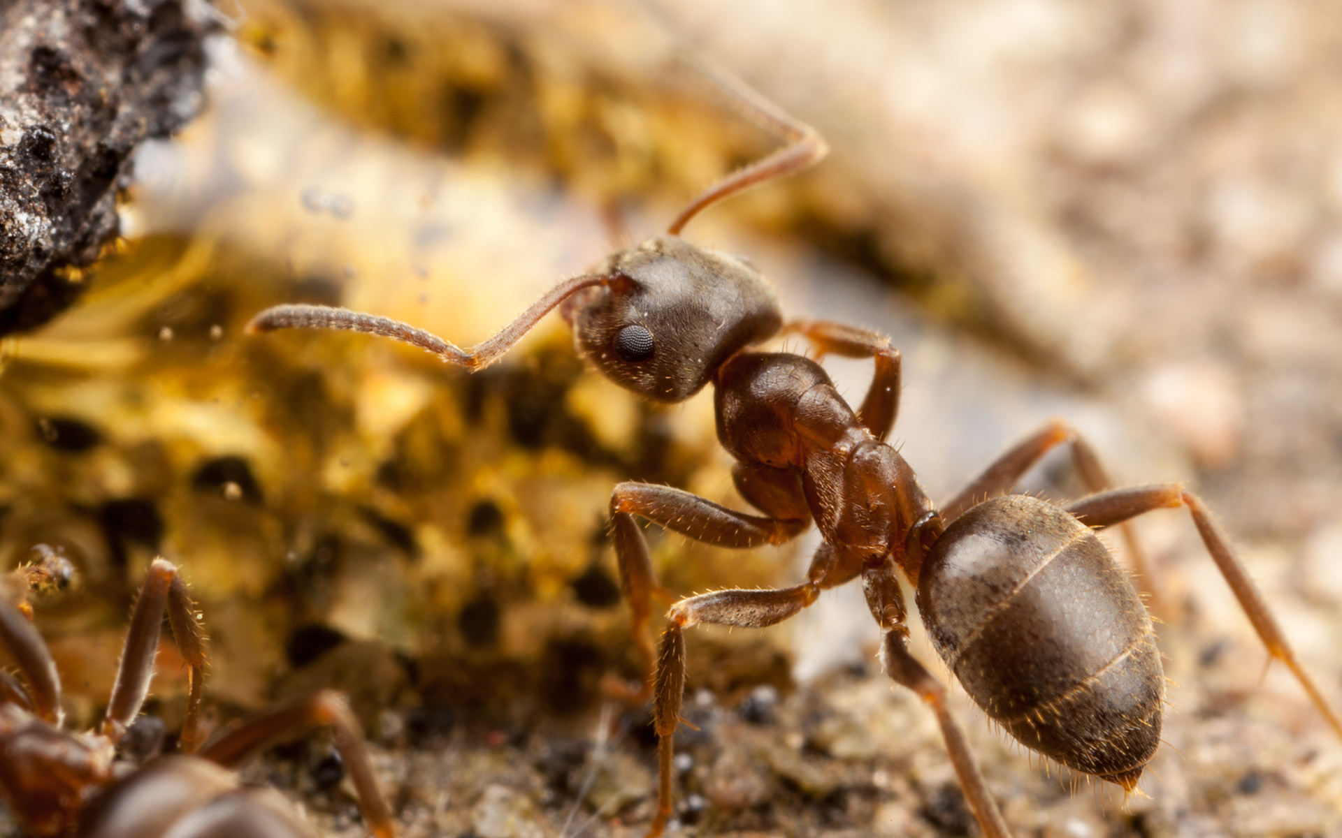 Attack Ants I Pussy - Ant bullyporn â€” Big Tits Porn