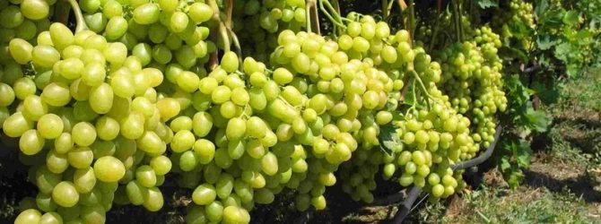 Как правильно обрезать зеленый виноград