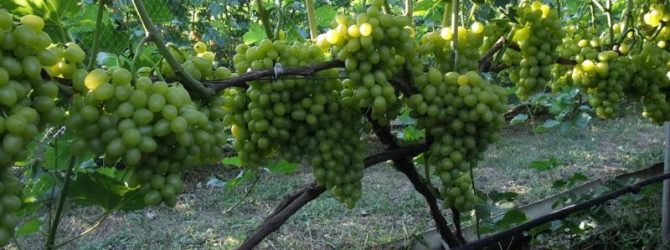 Полив винограда летом – как часто, периодичность в регионах