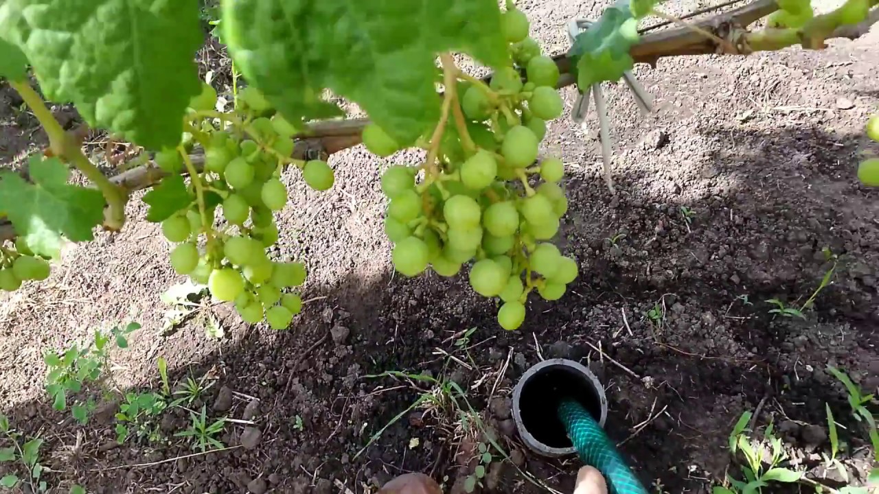 Поливать ли виноград