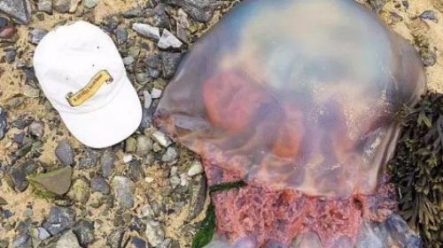 Выброшенная на берег медуза