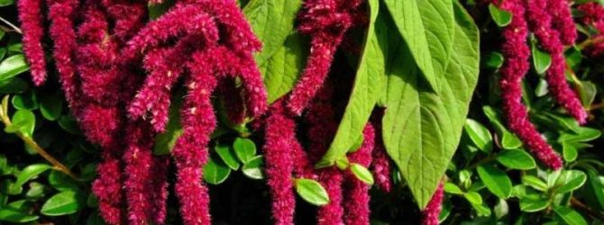 Амарант – растение на фото и его описание, полезные свойства и применение