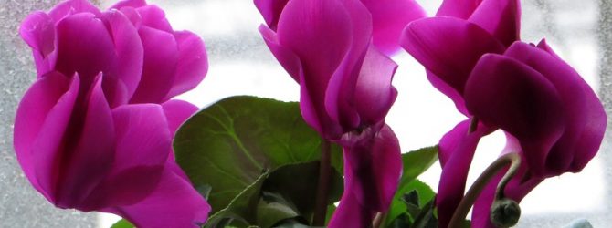 Цикламен — посадка и уход в домашних условиях, фото сортов цветка