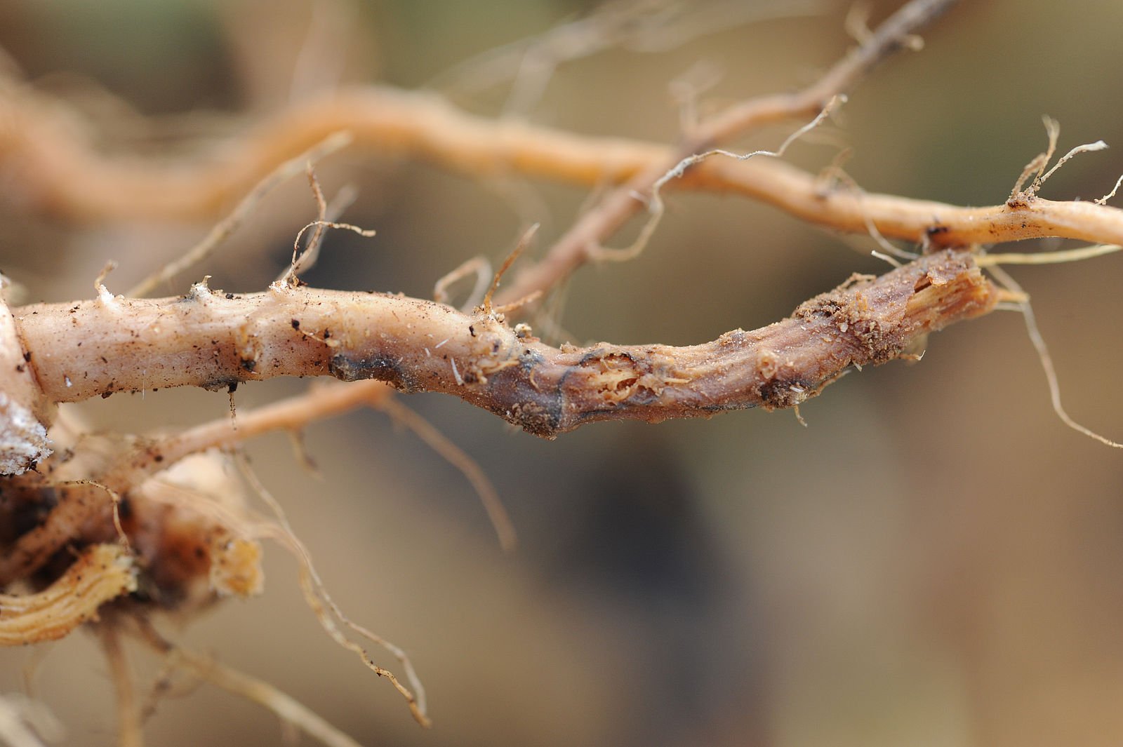 Гниль. Phymatotrichopsis omnivora техасская корневая гниль.