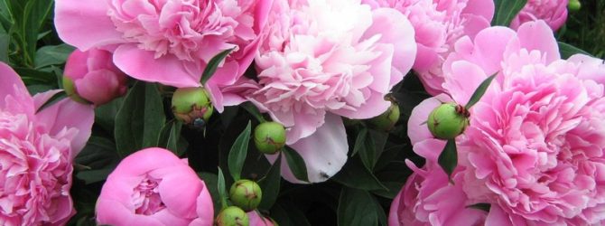 Чем подкормить пионы — подкормка цветов до, после и во время цветения