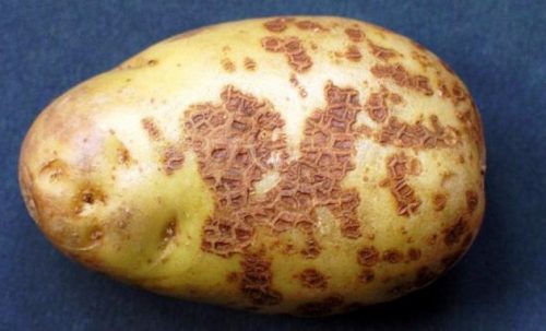 Уплотнения на картошке