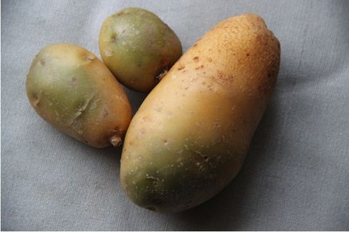 Зеленая картошка