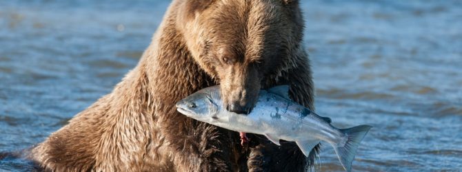 медведь с рыбой