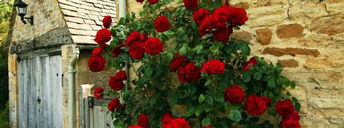 Výsadba popínavých růží a péče z řízků