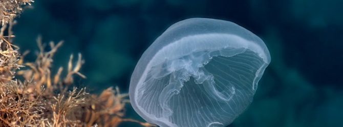 медуза в черном море