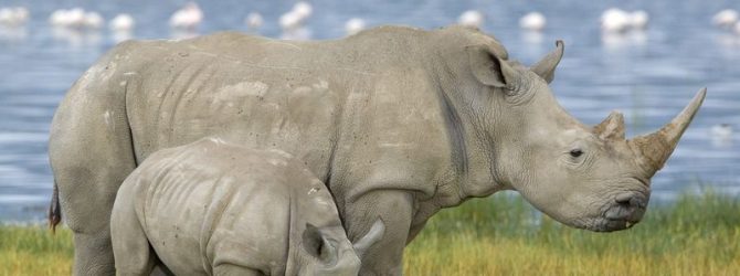 носороги