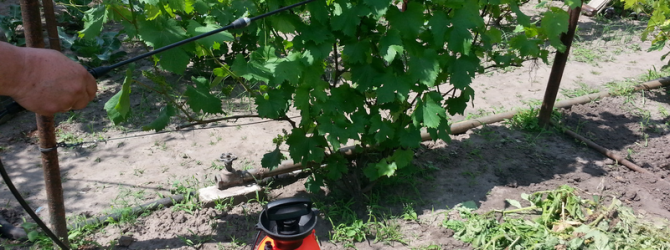 Обработка винограда осенью от болезней и вредителей – гид