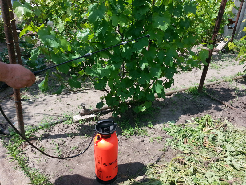 Обработка винограда железным купоросом весной: пропорции, как развести