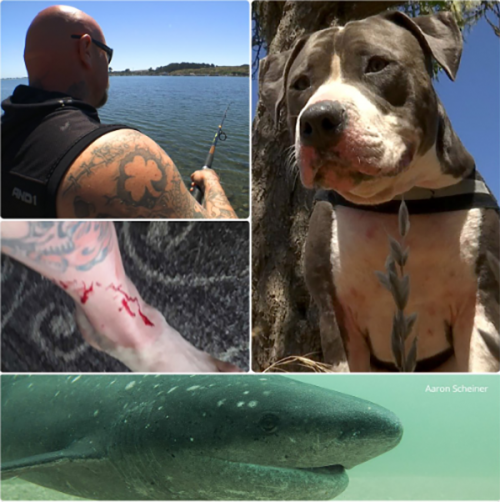 собака спасла хозяина от акулы