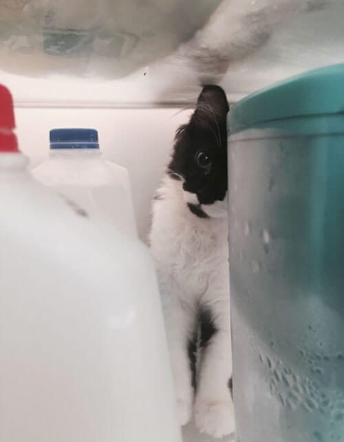 кошка в холодильнике