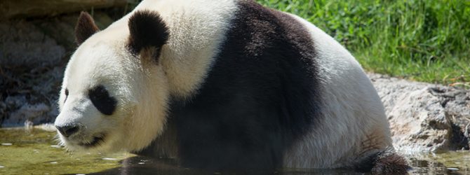 панда в воде